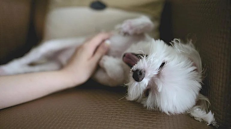 Best Dog Friendly Apartments Near Me