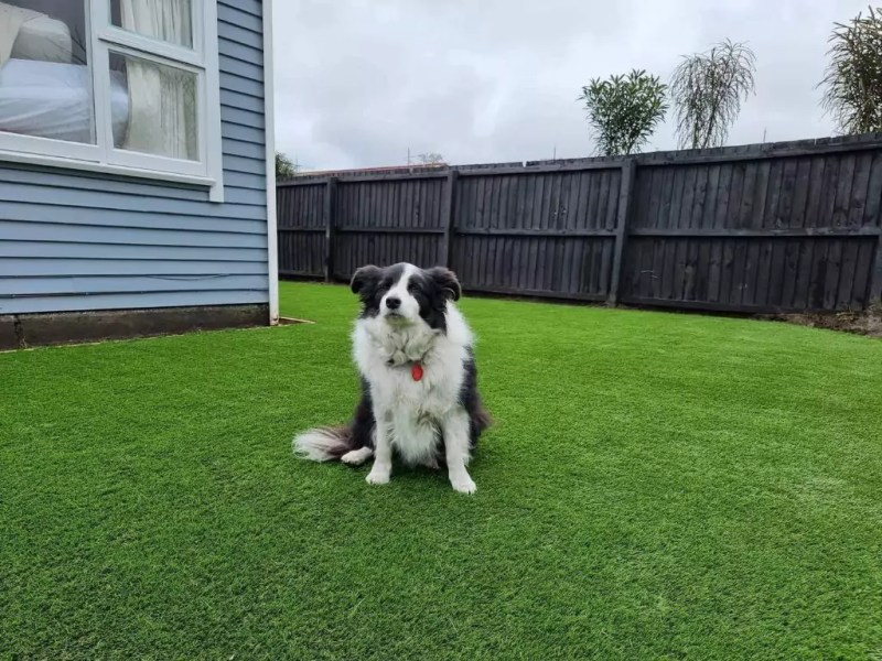 Best Dog Friendly Artificial Grass