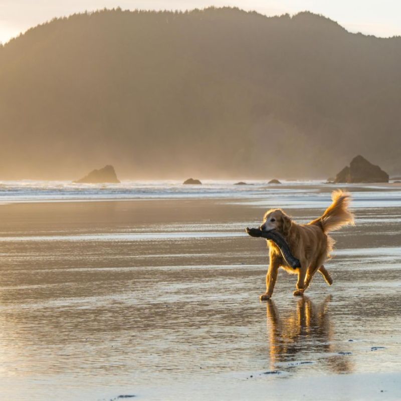 Best Dog Friendly Beach Holidays