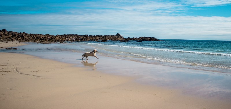 Best Dog Friendly Beaches Cornwall