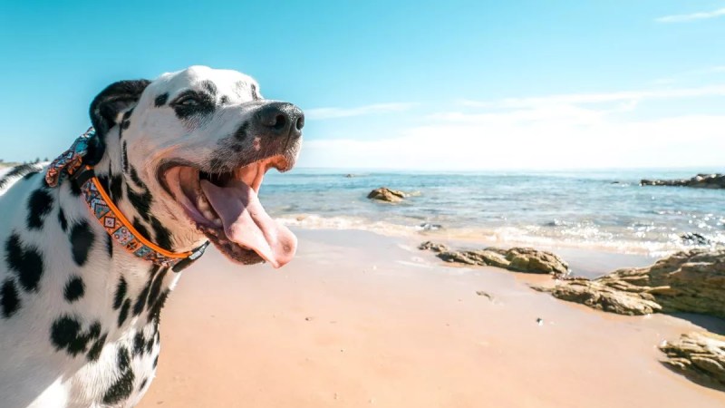 Best Dog Friendly Beaches Devon