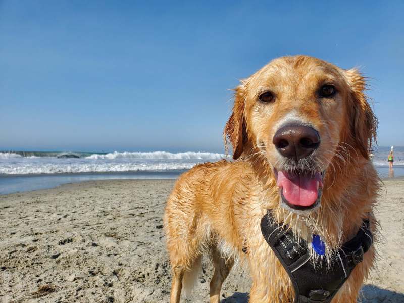 Best Dog Friendly Beaches East Coast