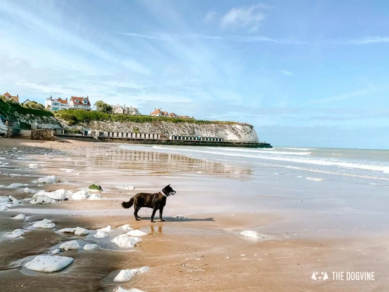 Best Dog Friendly Beaches Kent