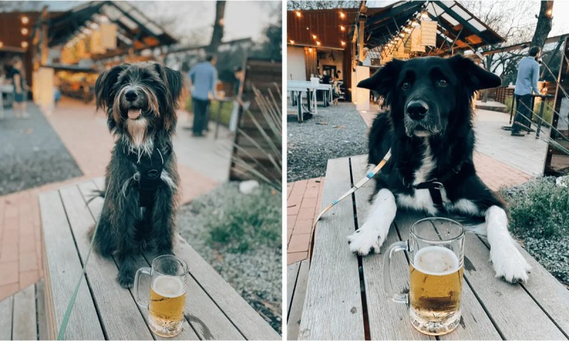 Best Dog Friendly Breweries Denver