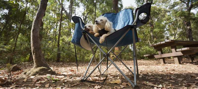 Best Dog Friendly Camping Qld