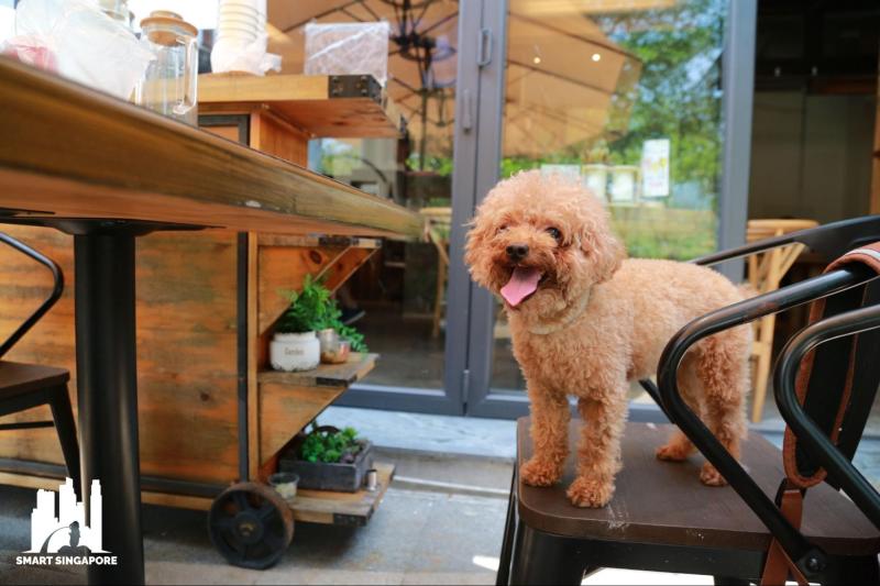 Best Dog Friendly Coffee Near Me