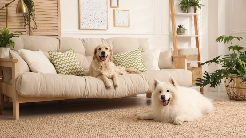 Best Dog Friendly Couches