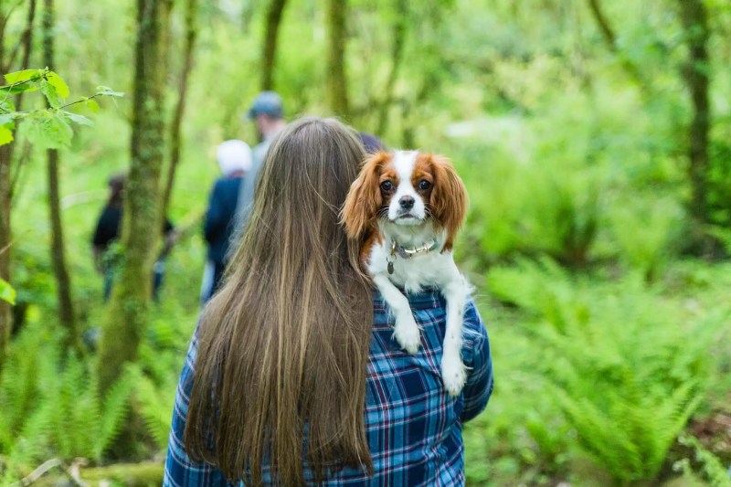 Best Dog Friendly Destinations Uk