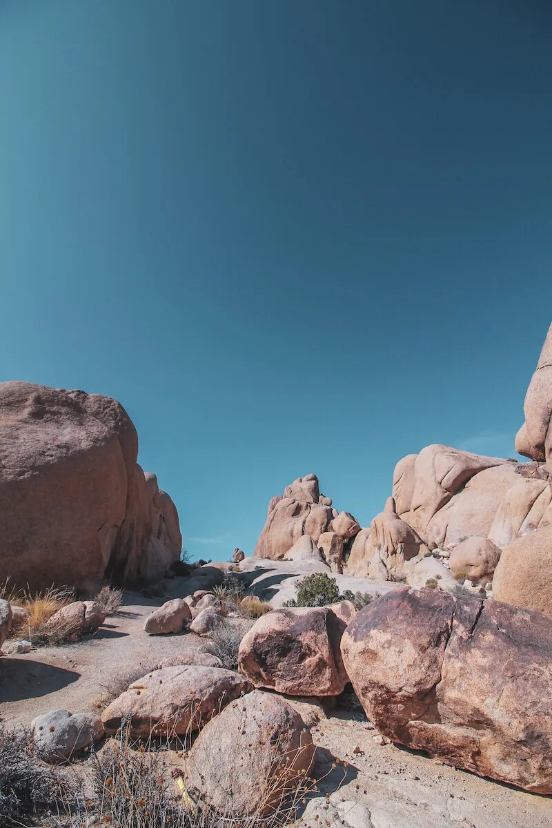 Best Dog Friendly Hikes Joshua Tree