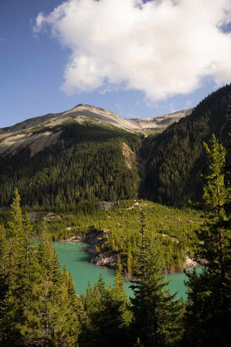 Best Dog Friendly Hikes Near Mount Rainier