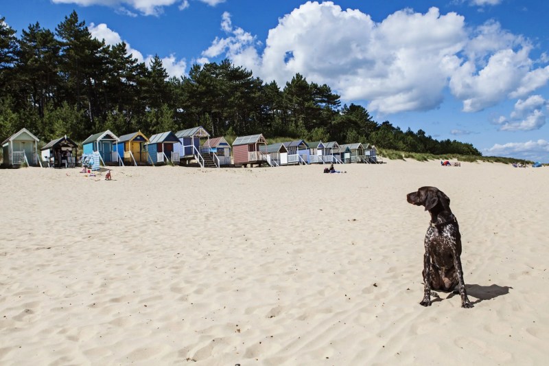 Best Dog Friendly Holiday In Uk