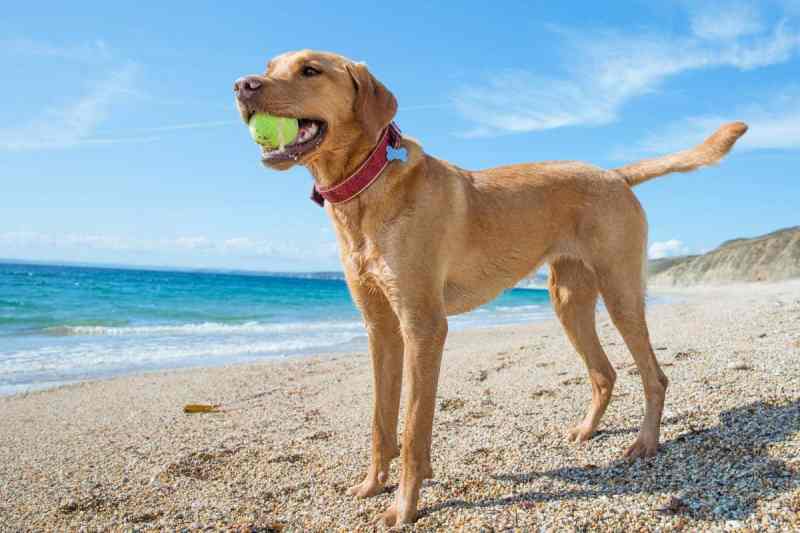 Best Dog Friendly Holidays Cornwall