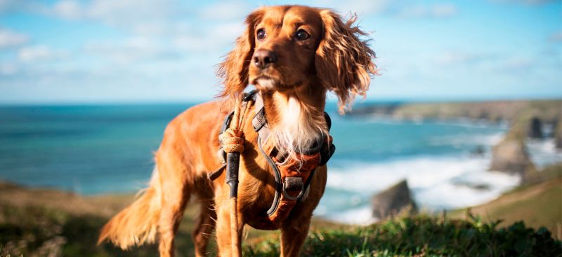 Best Dog Friendly Holidays In The Uk