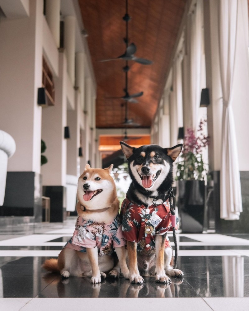 Best Dog Friendly Hotels Near Me