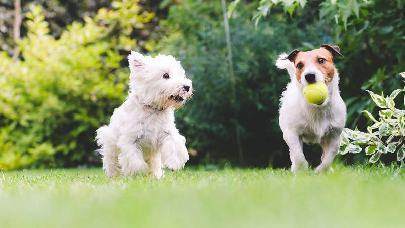 Best Dog Friendly Lawn Fertilizer