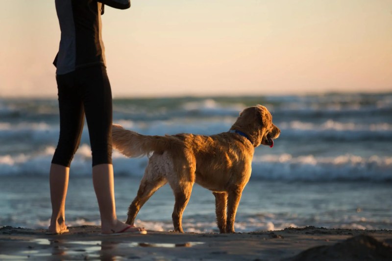 Best Dog Friendly Motorhome Sites