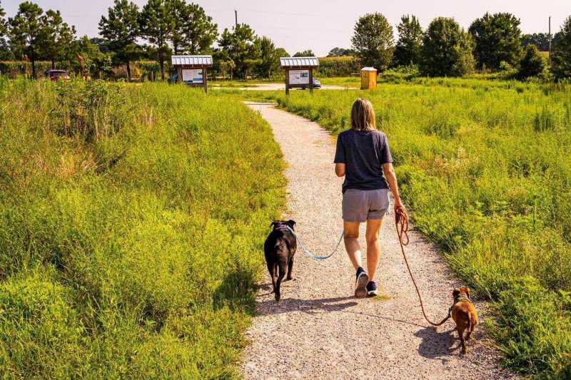 Best Dog Friendly Parks Near Me