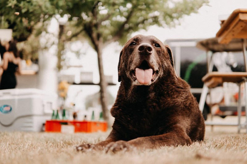 Best Dog Friendly Patios Near Me