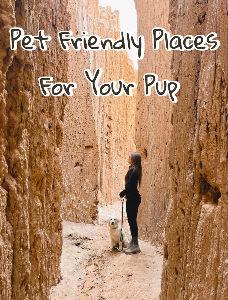 Best Dog Friendly Places To Travel