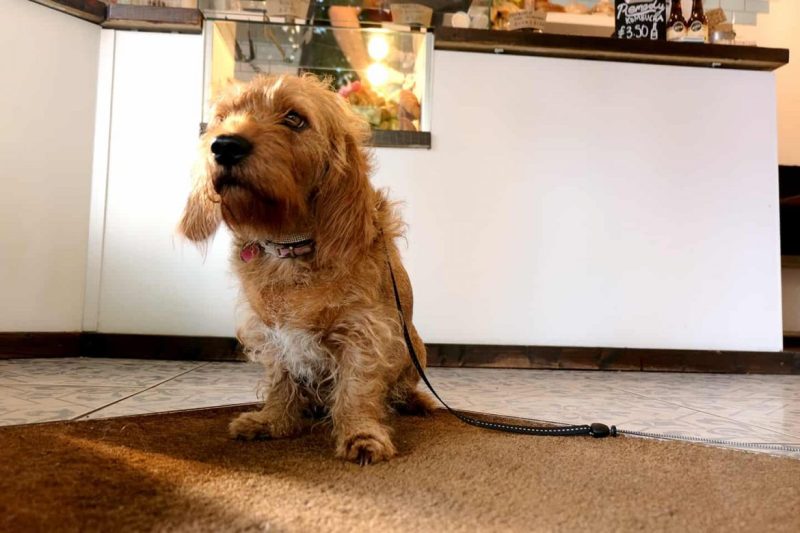 Best Dog Friendly Pubs London