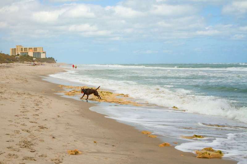 Best Dog Friendly Towns In Florida