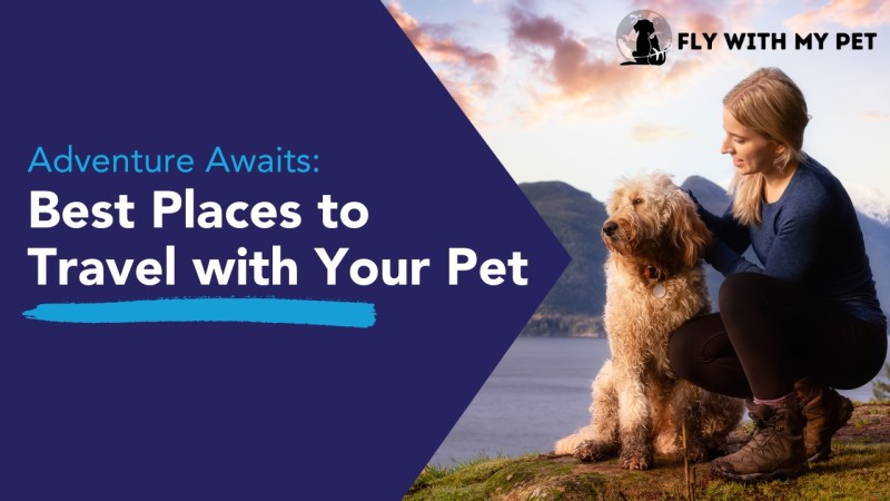 Best Dog Friendly Vacations In Midwest