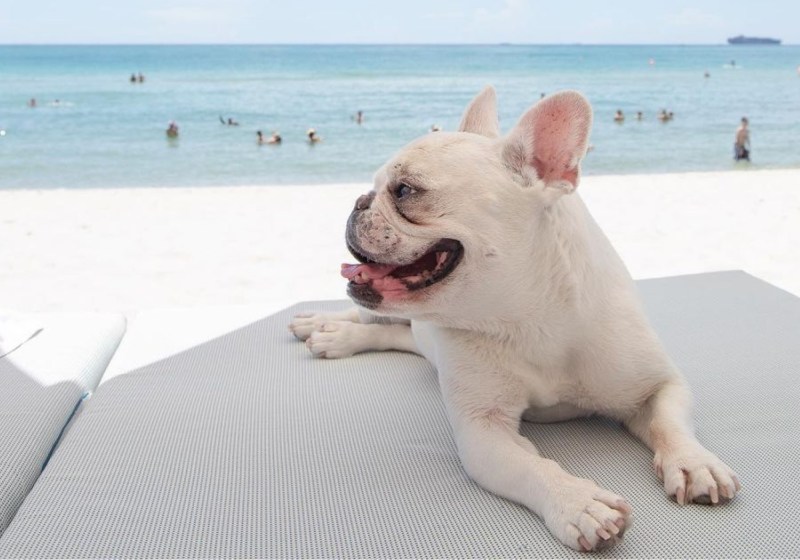 Best Dog Friendly Vacations Michigan