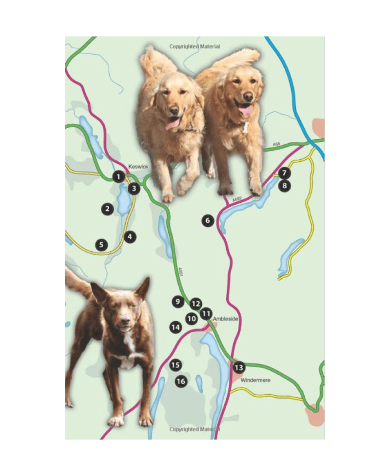 Best Dog Friendly Walks Lake District