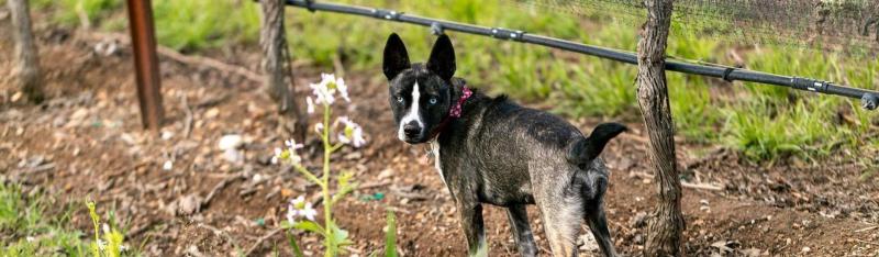 Best Dog Friendly Wineries In Paso Robles