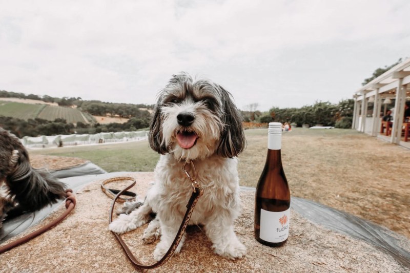 Best Dog Friendly Wineries Yarra Valley