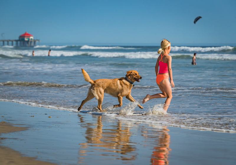 Best Dog Vacations In California