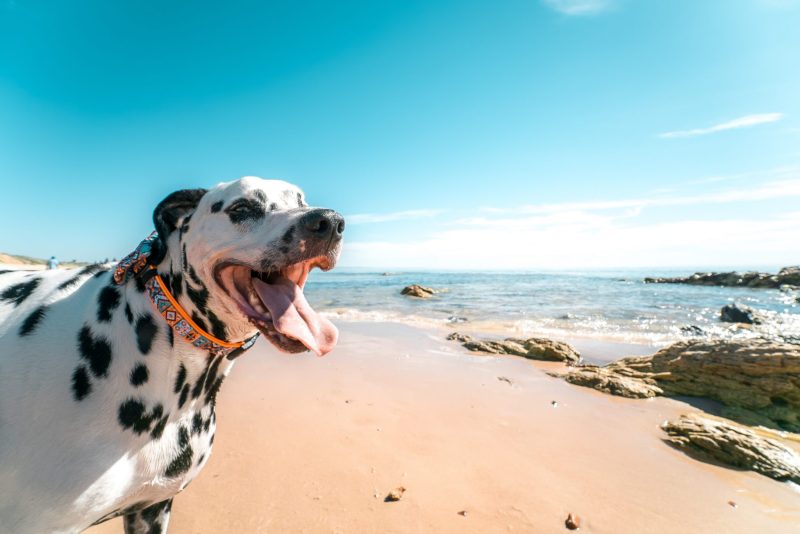 Best Dog Vacations On East Coast