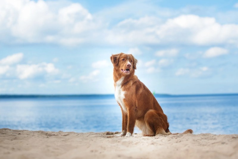 Best Pet Friendly Holidays Uk