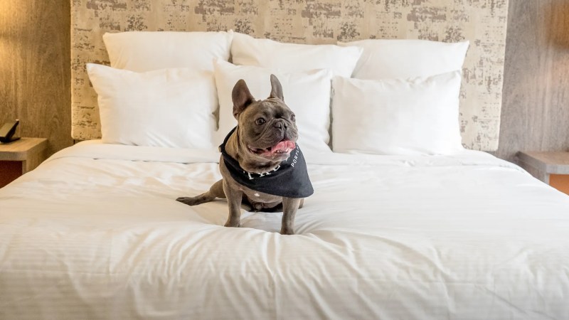 Best Pet Friendly Resorts In Oregon