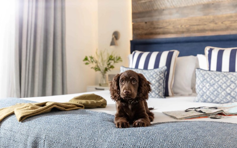 Best Pet Friendly Resorts In Us