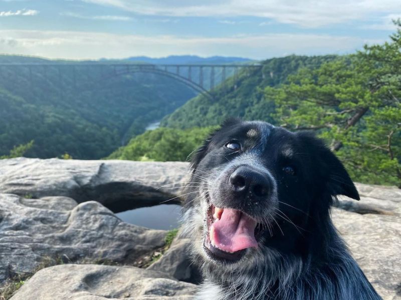 Best Pet Friendly Resorts In West Virginia