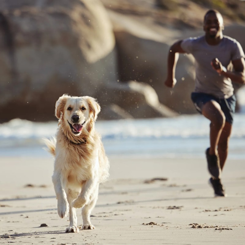 Best Vacation Spots In The Us With Dogs