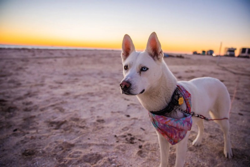 Best Vacations With Dogs Midwest