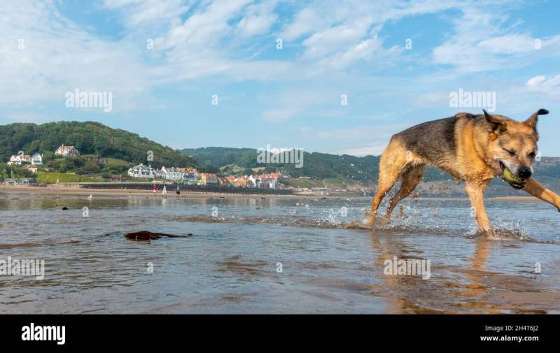 Dog Friendly Beaches Near Me All Year Round