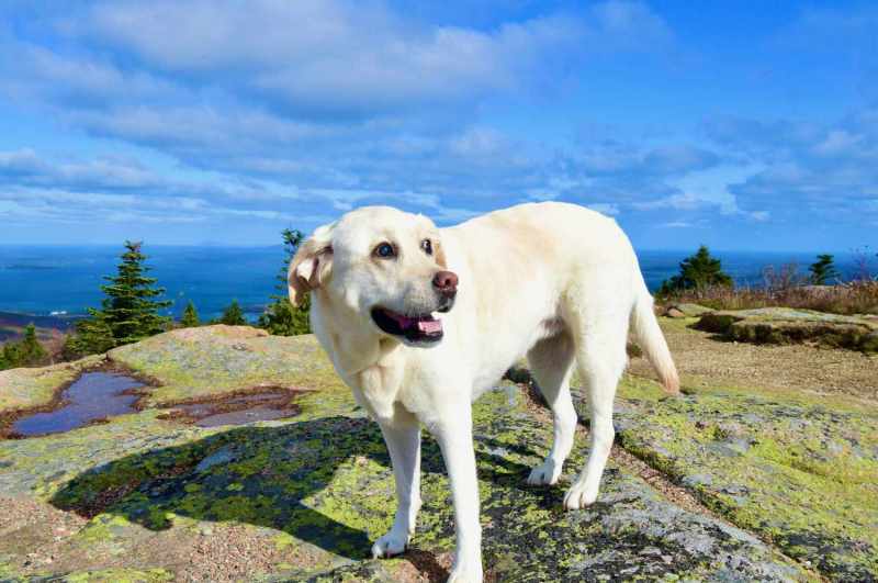 Dog-friendly Getaways Near Me