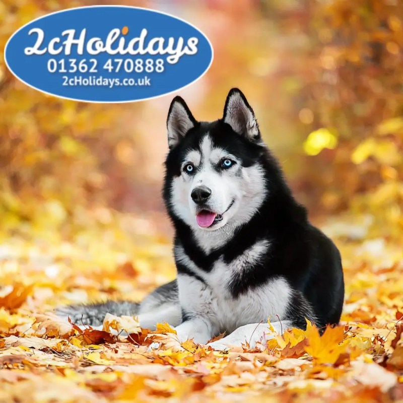 Dog Friendly Holidays Abroad