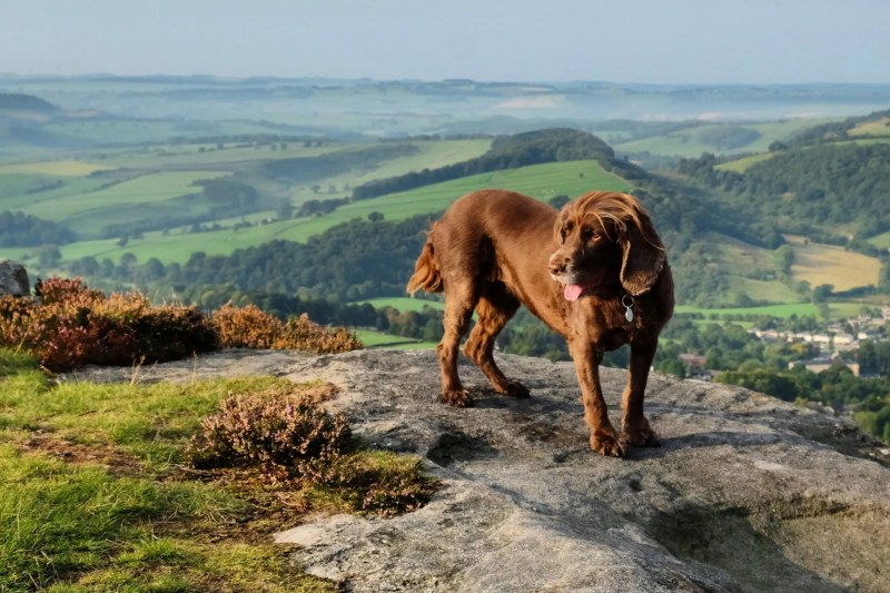 Dog Friendly Holidays Hampshire