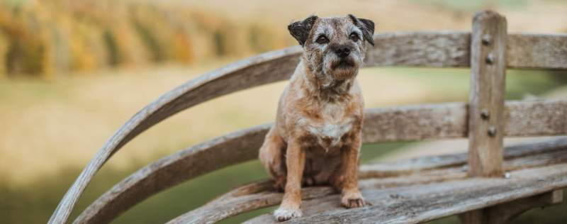 Dog Friendly Hotels East Yorkshire