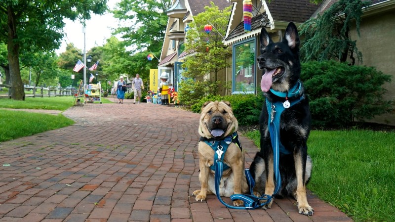 Dog Friendly Lodging Near Gettysburg Pa