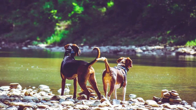 Dog Friendly Lodging Yosemite