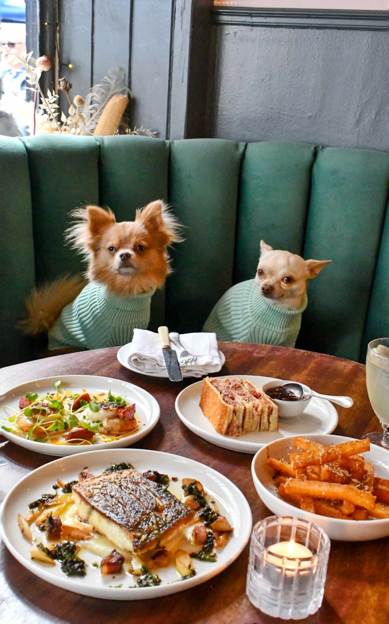 Dog Friendly Places Near Me To Eat