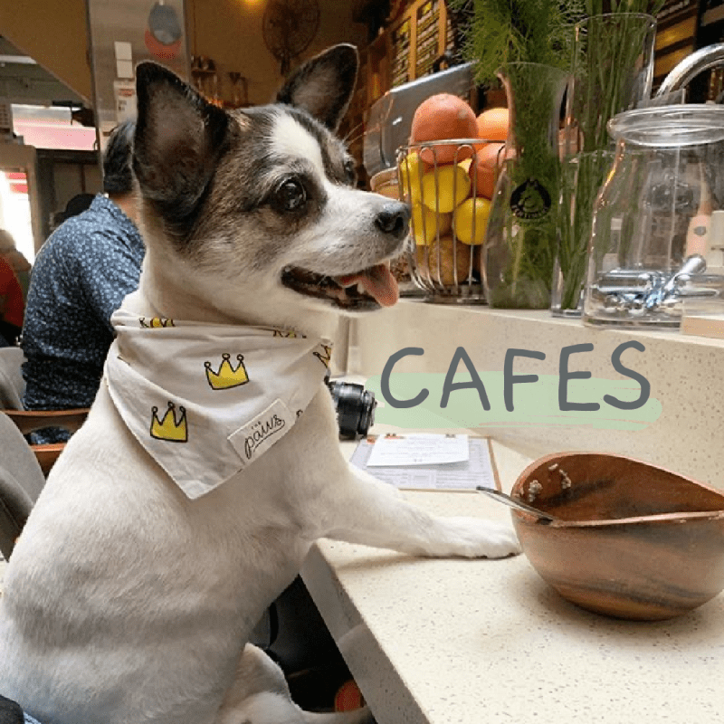 Dog Friendly Places To Visit Near Me