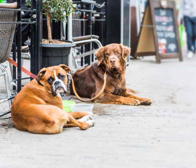 Dog Friendly Pubs With Outdoor Seating Near Me