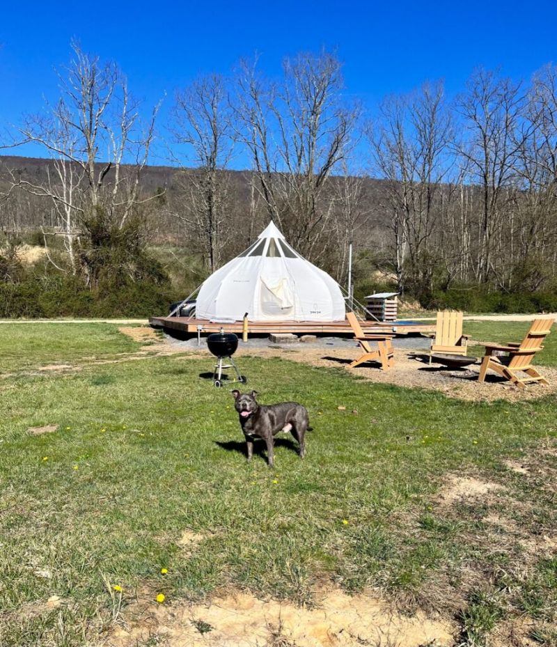 Dog Friendly Resorts Near Washington Dc