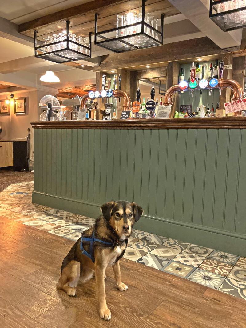 Dog Friendly Restaurants Near Me Inside